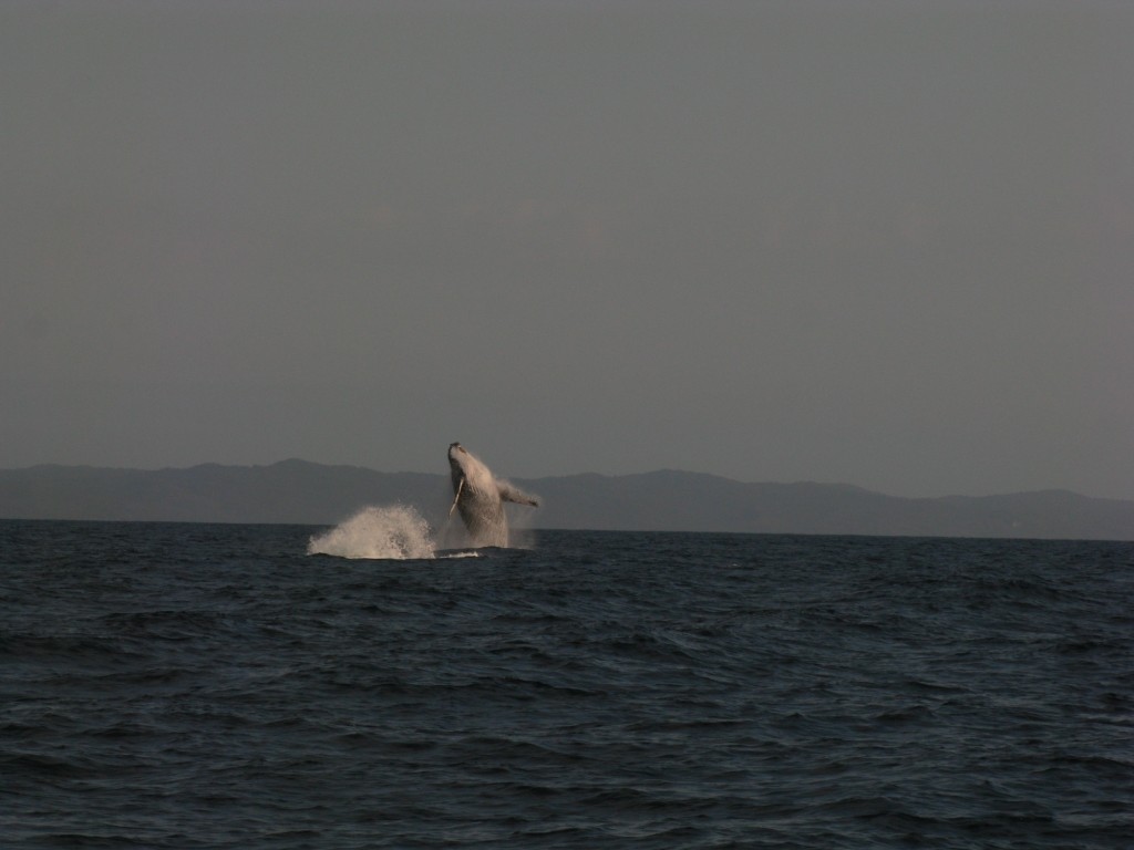 Whales were in abundance on the journey north © Stephen Milne